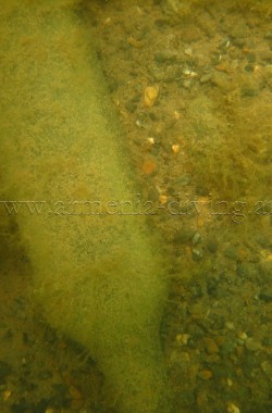 Bouteilles colonisées par des algues